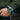 Apex Limited Release - Pine in #color_