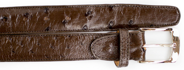 Belvedere Ostrich Quill Belt in Brown in Brown 44 #color_ Brown 44