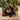 DapperFam Rohan in Navy / Med Brown / Burgundy Men's Italian Leather & Lux Suede Jodhpur Boot