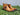 Hand Burnished Calfskin Lace-up Boot in Cognac #color_ Cognac