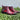Hand Burnished Calfskin Lace-up Boot in Red #color_ Red