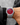 Paul Rich US Frosted Star Dust II Ruby Watch in #color_