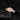 Icon Limited Release - SLMN in #color_