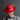 Steven Land Castro Wool Fedora in #color_
