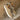 DapperFam Riccardo in Sand Men's Lux Suede Top Sider