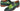 Paul Parkman Men's Wingtip Derby Shoes in Green Dual Tone